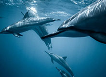 贝博体育-南方冰雪项目的节能减排答卷：让建筑本身能发电